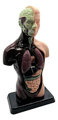 Set Cuerpo Torso Humano Sistema Digestivo A Escala 4d - Miniatura 9