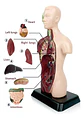 Set Cuerpo Torso Humano Sistema Digestivo A Escala 4d - Miniatura 10