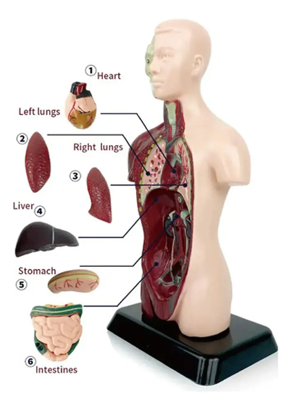 Set Cuerpo Torso Humano Sistema Digestivo A Escala 4d 10