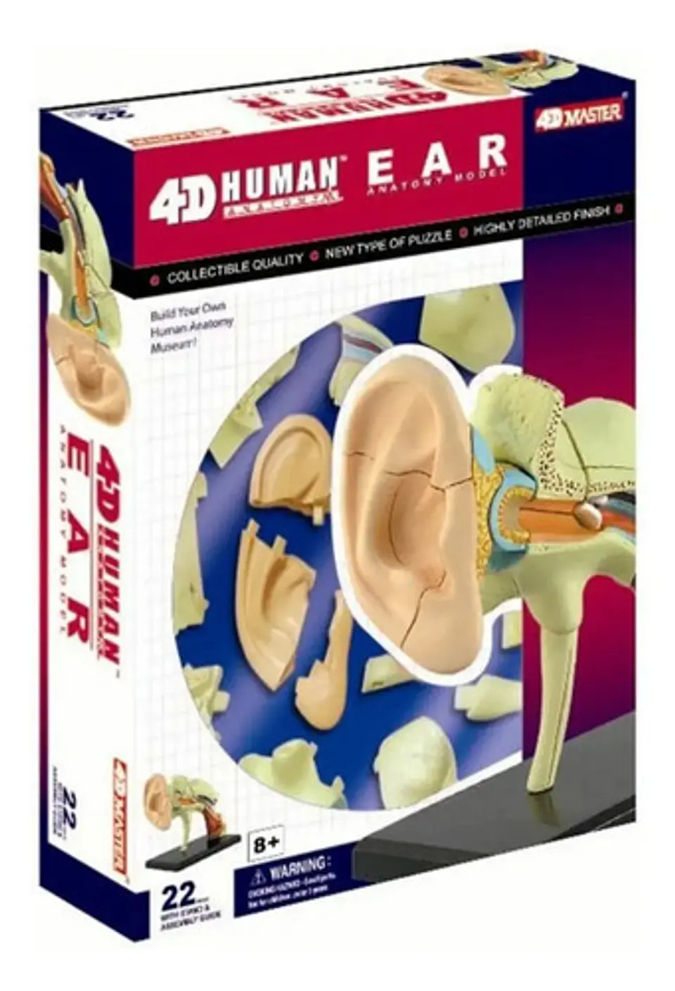 Modelo Anatómico Del Oído Humano X 22 Piezas 2