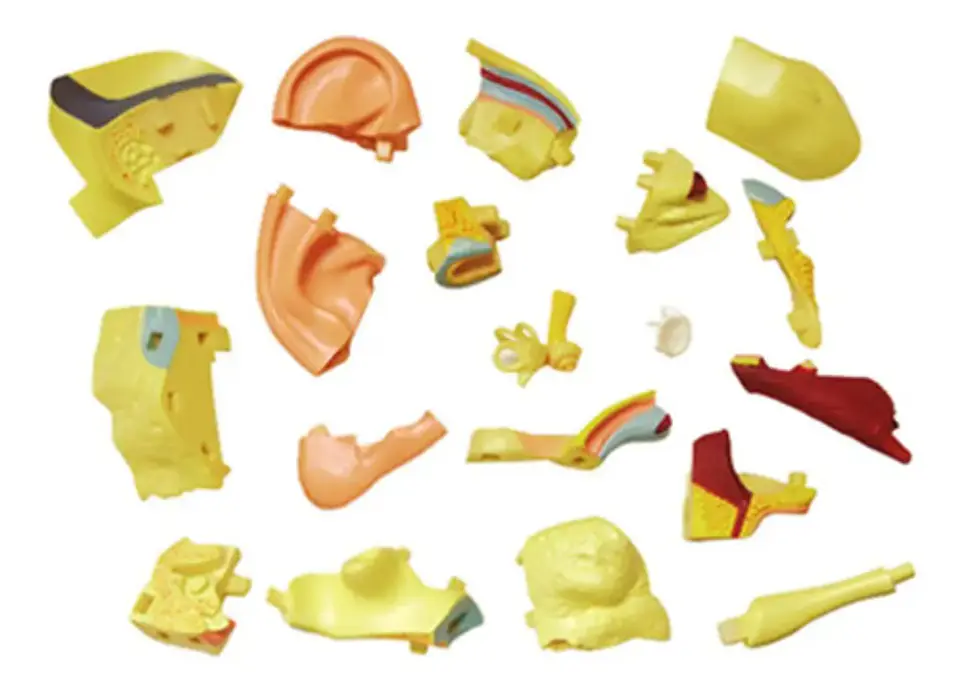 Modelo Anatómico Del Oído Humano X 22 Piezas 4