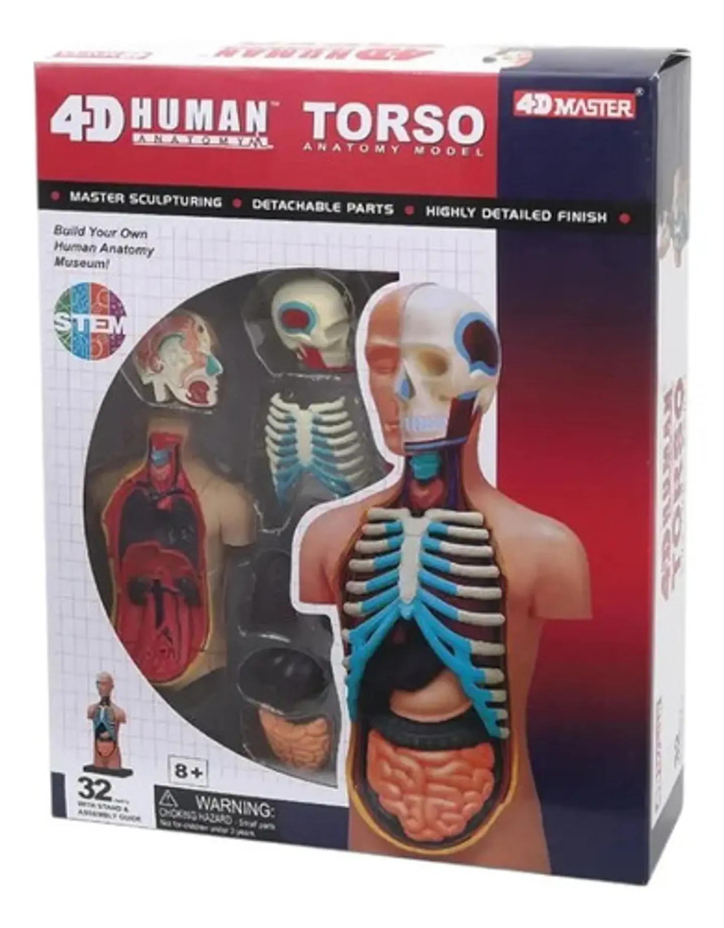 Modelo Anatómico 4d Del Torso Humano X 32 Piezas 1