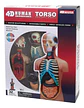 Modelo Anatómico 4d Del Torso Humano X 32 Piezas - Miniatura 1