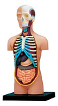 Modelo Anatómico 4d Del Torso Humano X 32 Piezas - Miniatura 2