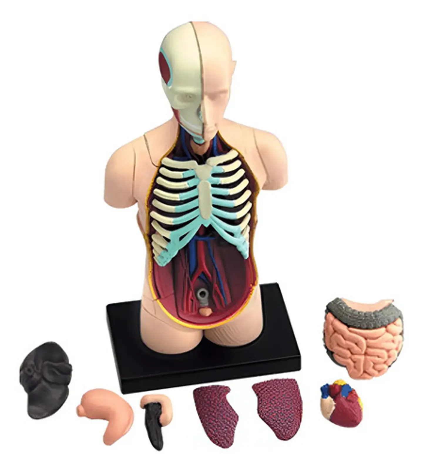 Modelo Anatómico 4d Del Torso Humano X 32 Piezas 3