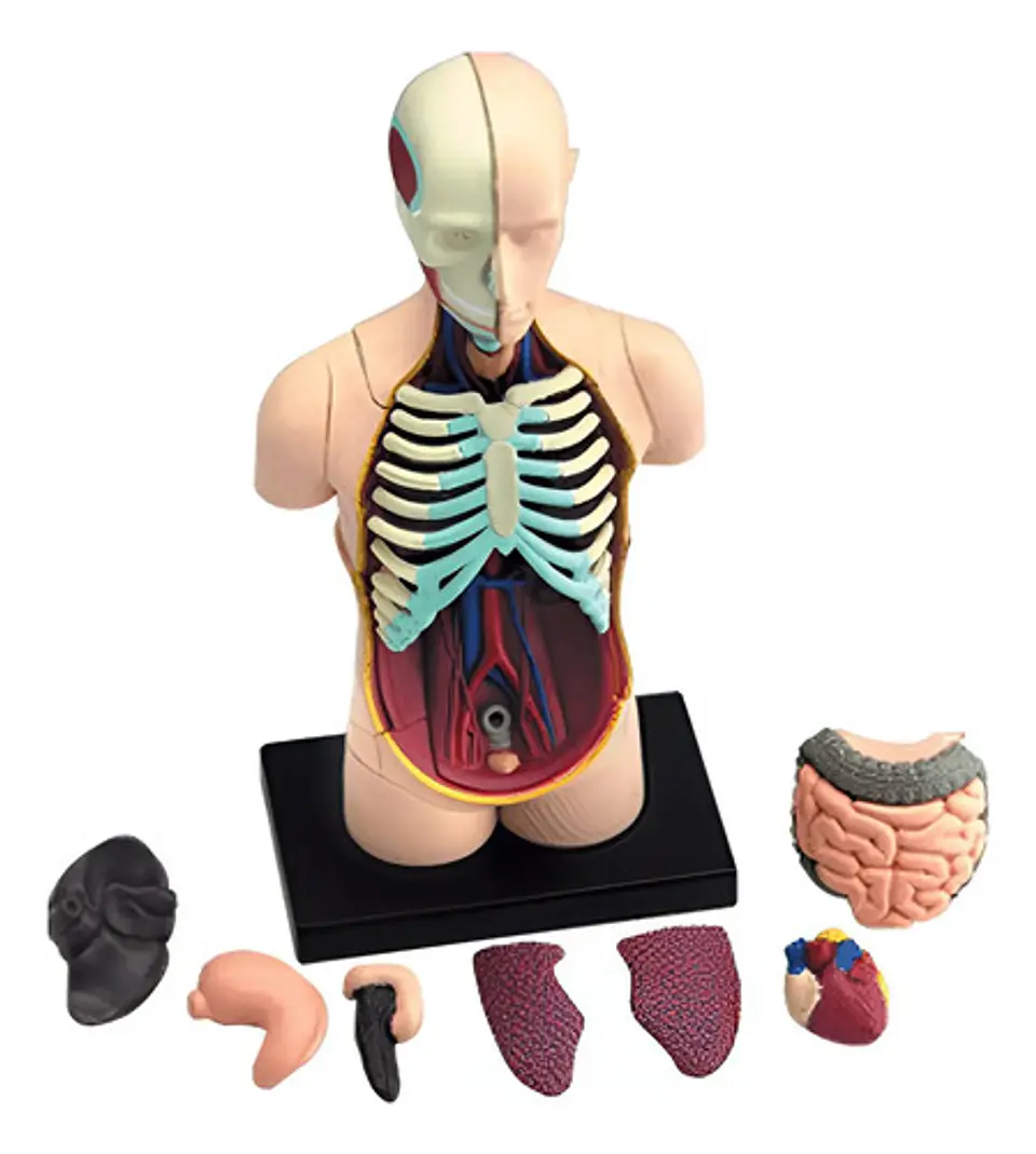 Modelo Anatómico 4d Del Torso Humano X 32 Piezas 3