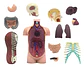 Modelo Anatómico 4d Del Torso Humano X 32 Piezas - Miniatura 4