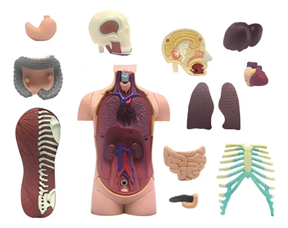 Modelo Anatómico 4d Del Torso Humano X 32 Piezas 4