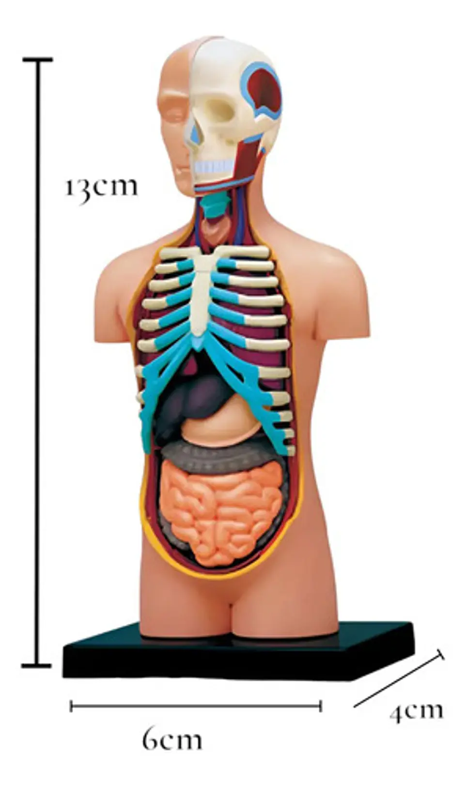Modelo Anatómico 4d Del Torso Humano X 32 Piezas 5