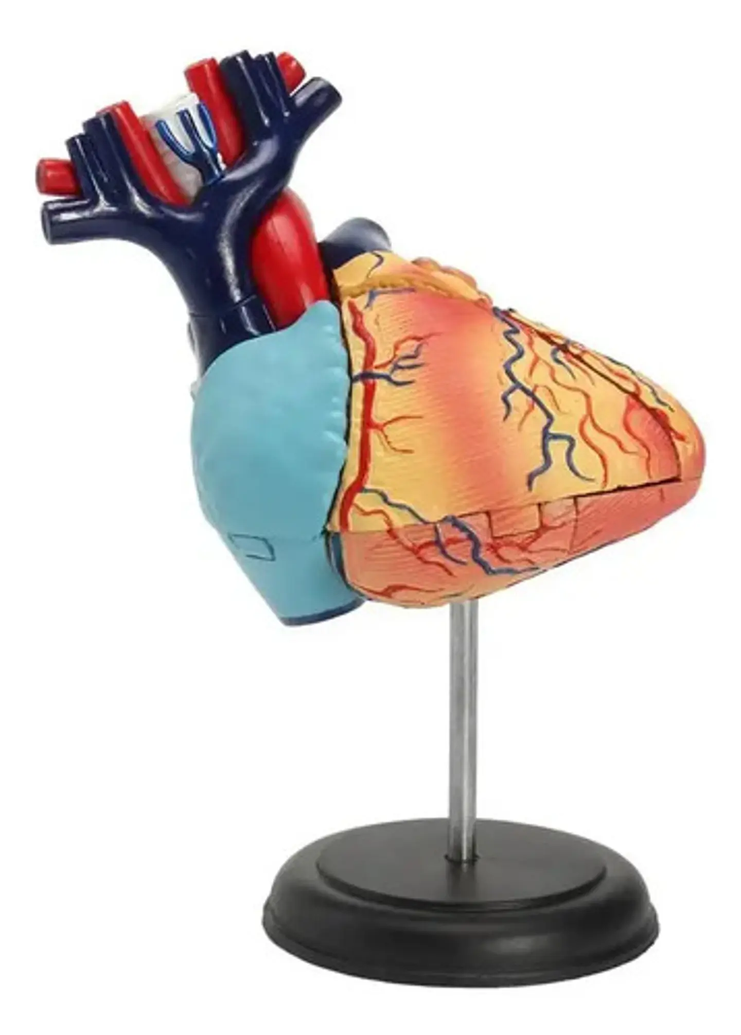 Modelo Anatómico 4d Corazón Humano 31 Pcs 1