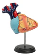 Modelo Anatómico 4d Corazón Humano 31 Pcs - Miniatura 1