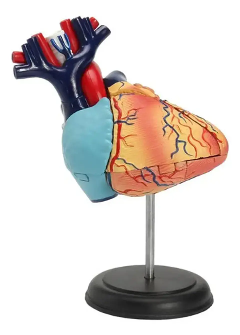 Modelo Anatómico 4d Corazón Humano 31 Pcs 1