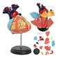 Modelo Anatómico 4d Corazón Humano 31 Pcs - Miniatura 2