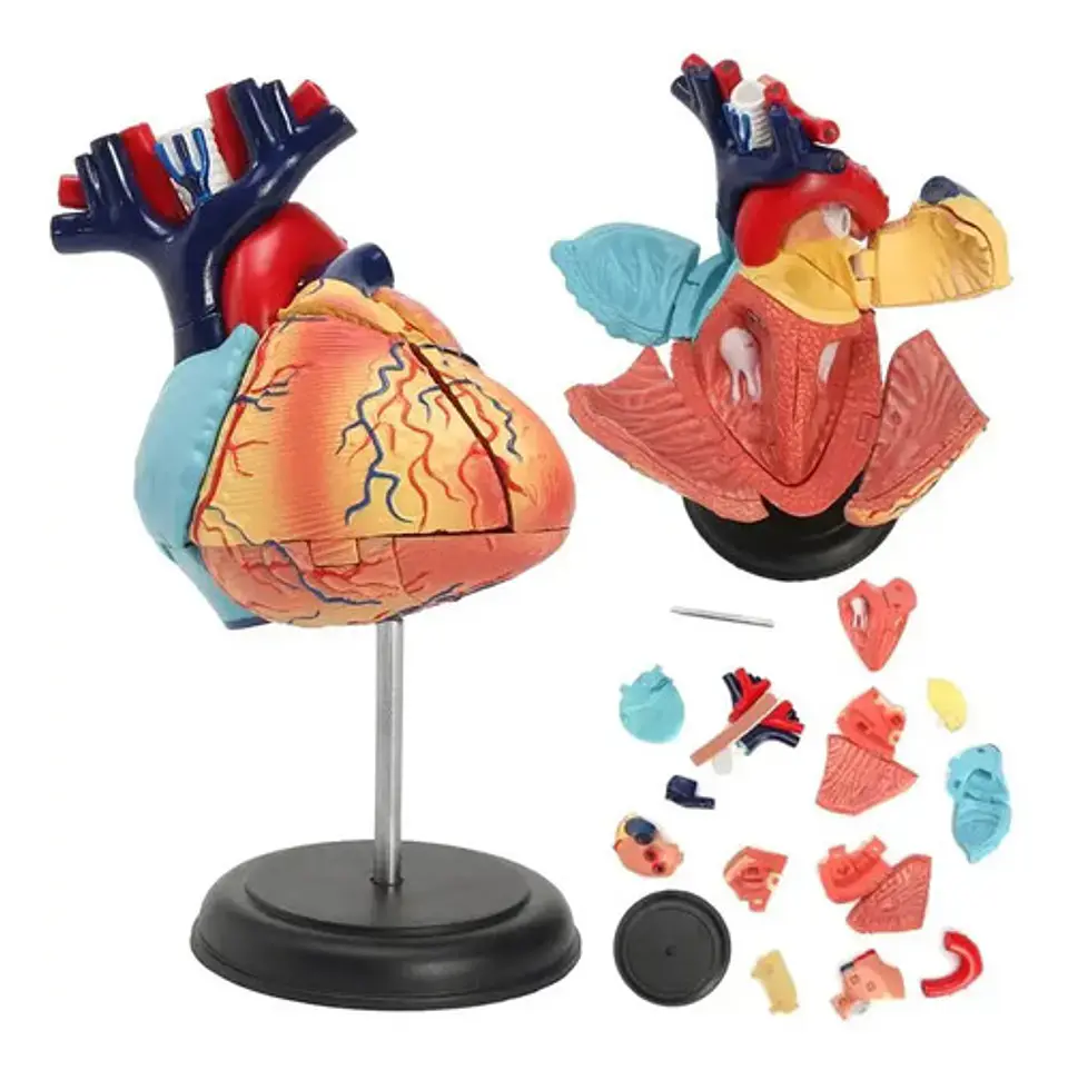 Modelo Anatómico 4d Corazón Humano 31 Pcs 2