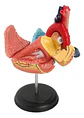 Modelo Anatómico 4d Corazón Humano 31 Pcs - Miniatura 4