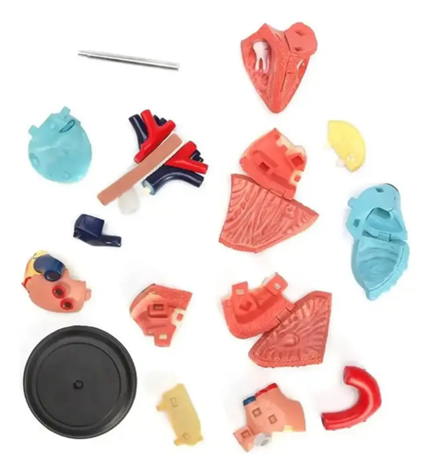 Modelo Anatómico 4d Corazón Humano 31 Pcs 5