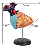 Modelo Anatómico 4d Corazón Humano 31 Pcs - Miniatura 6