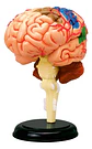 4d Modelo Anatómico Del Cerebro Humano - Miniatura 1