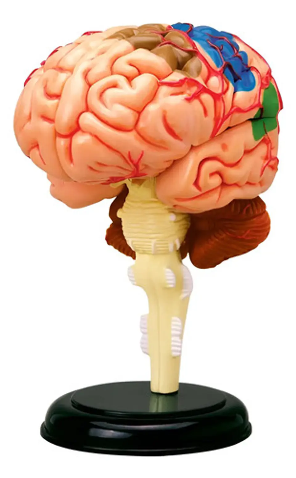 4d Modelo Anatómico Del Cerebro Humano 1