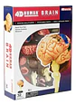 4d Modelo Anatómico Del Cerebro Humano - Miniatura 2