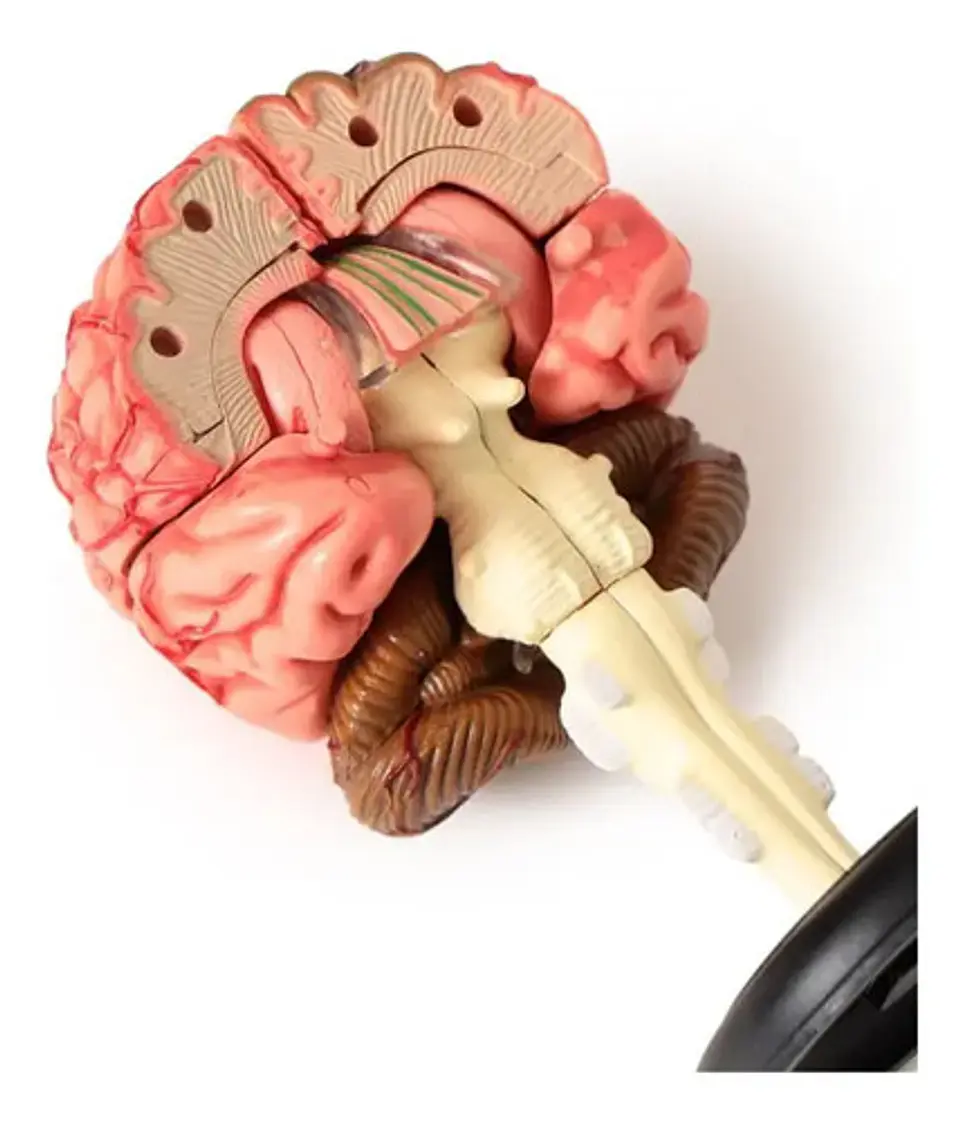 4d Modelo Anatómico Del Cerebro Humano 3