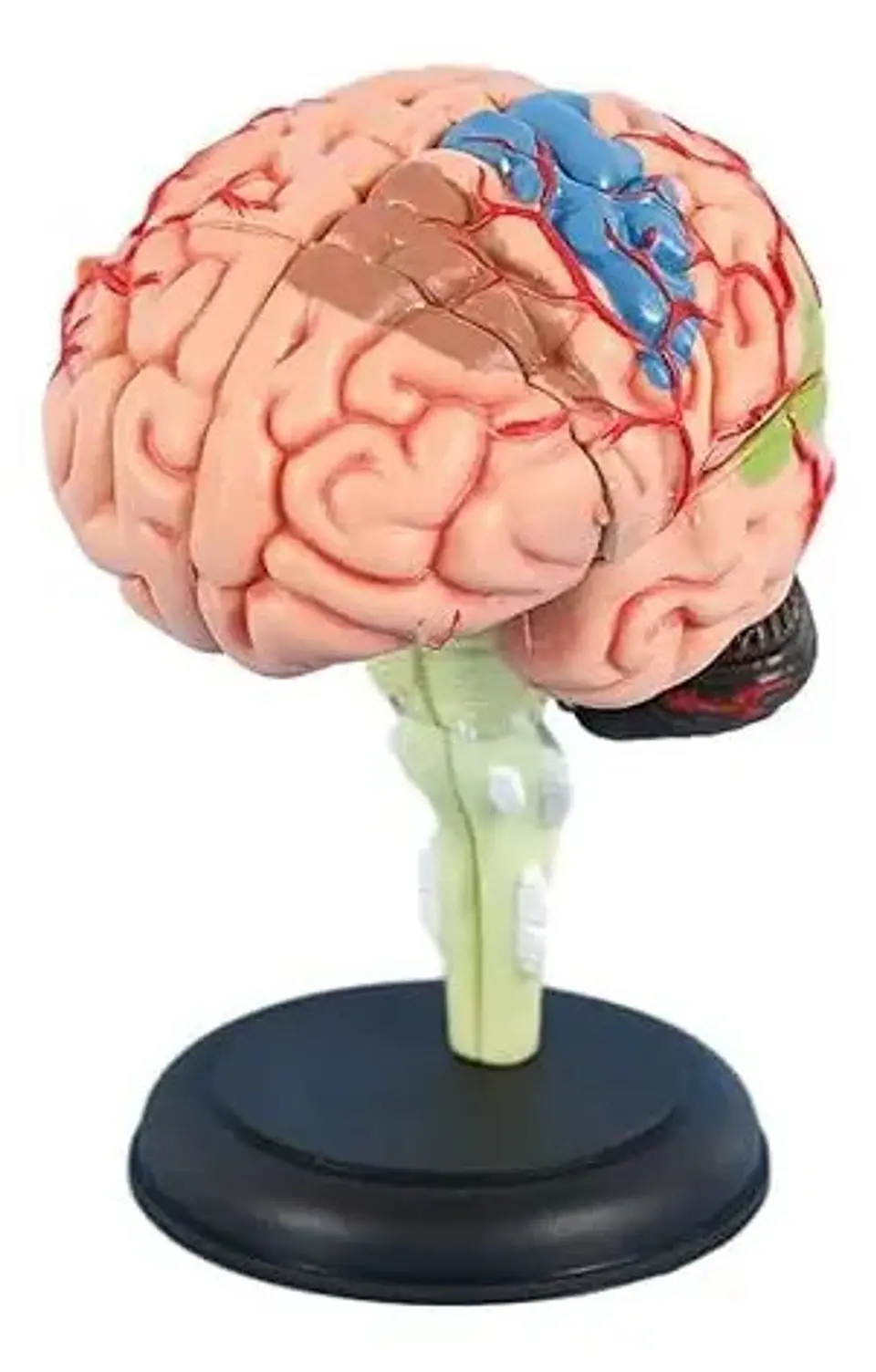 4d Modelo Anatómico Del Cerebro Humano 4
