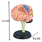 4d Modelo Anatómico Del Cerebro Humano - Miniatura 5