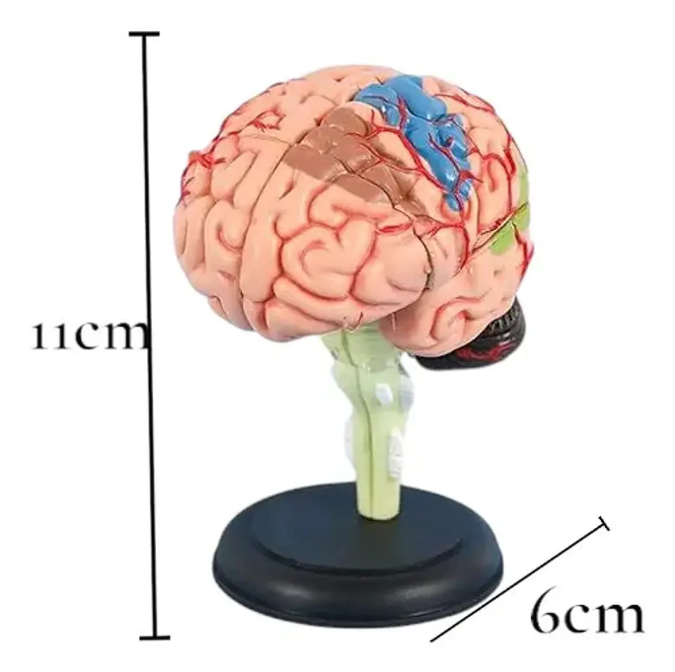 4d Modelo Anatómico Del Cerebro Humano 5