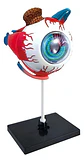 Modelo Anatómico 4d Globo Ocular Educativo Ojo 32pcs - Miniatura 1