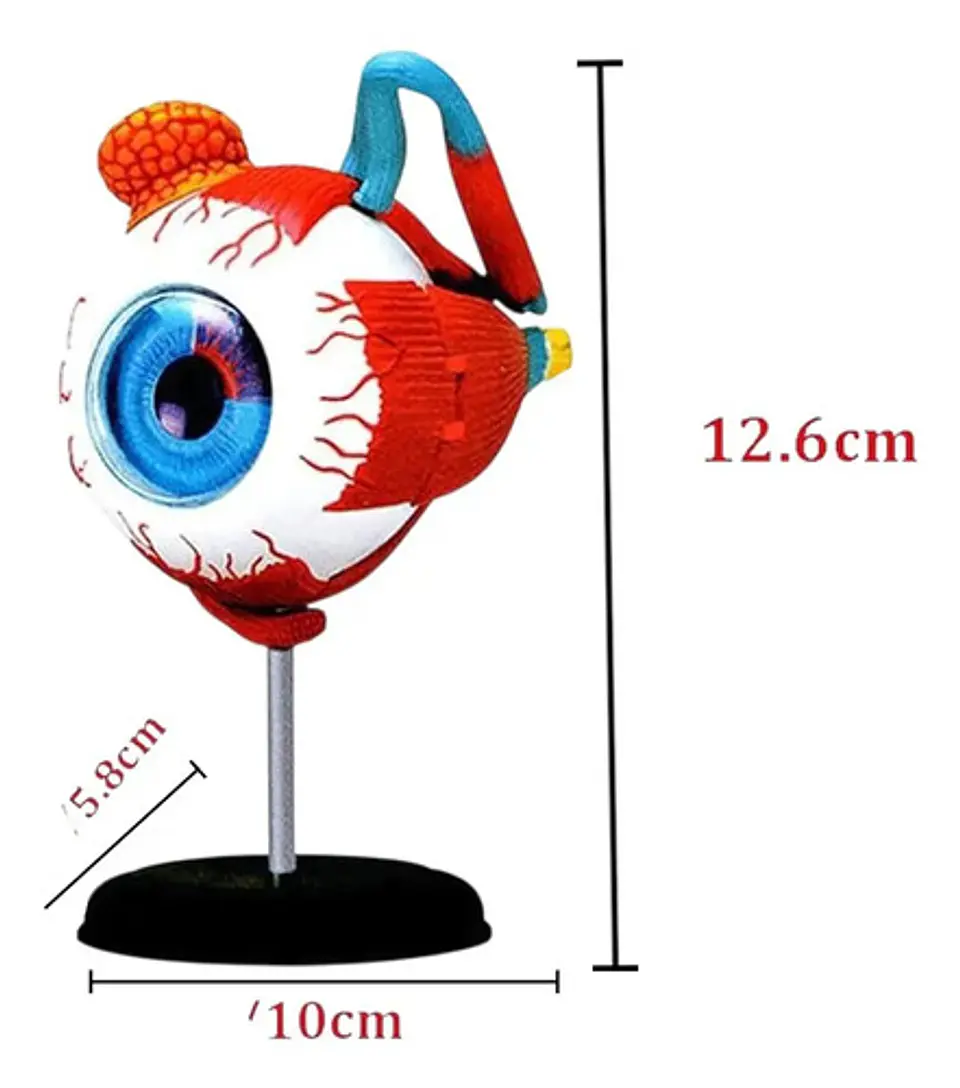 Modelo Anatómico 4d Globo Ocular Educativo Ojo 32pcs 2