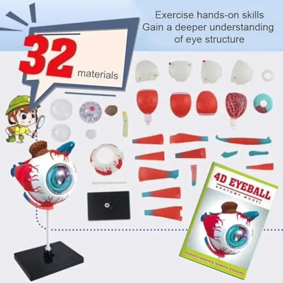 Modelo Anatómico 4d Globo Ocular Educativo Ojo 32pcs 3