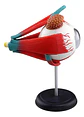 Modelo Anatómico 4d Globo Ocular Educativo Ojo 32pcs - Miniatura 4