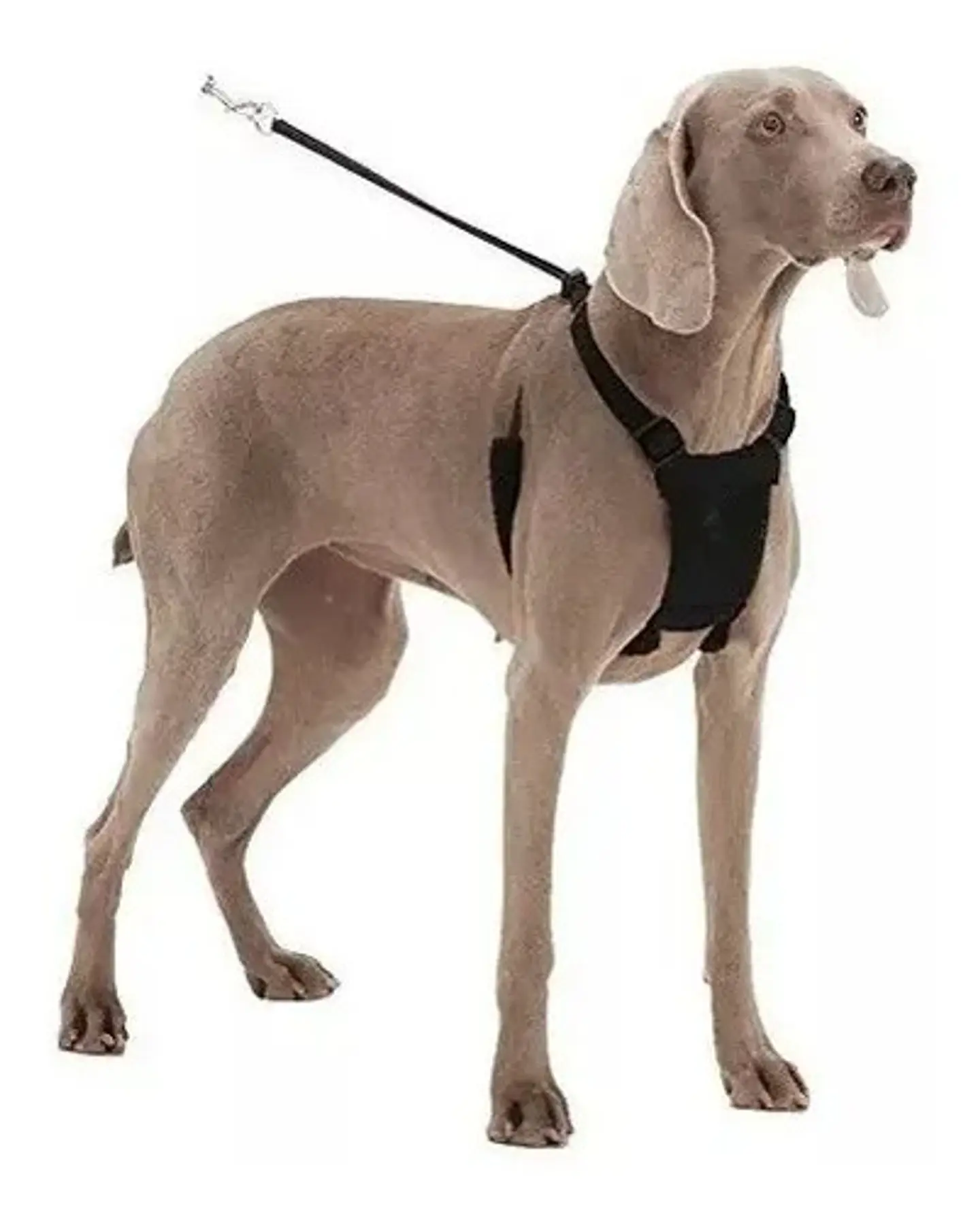 Arnes Pechera Perros Razas Mediana Americano Aproveterinaria 1