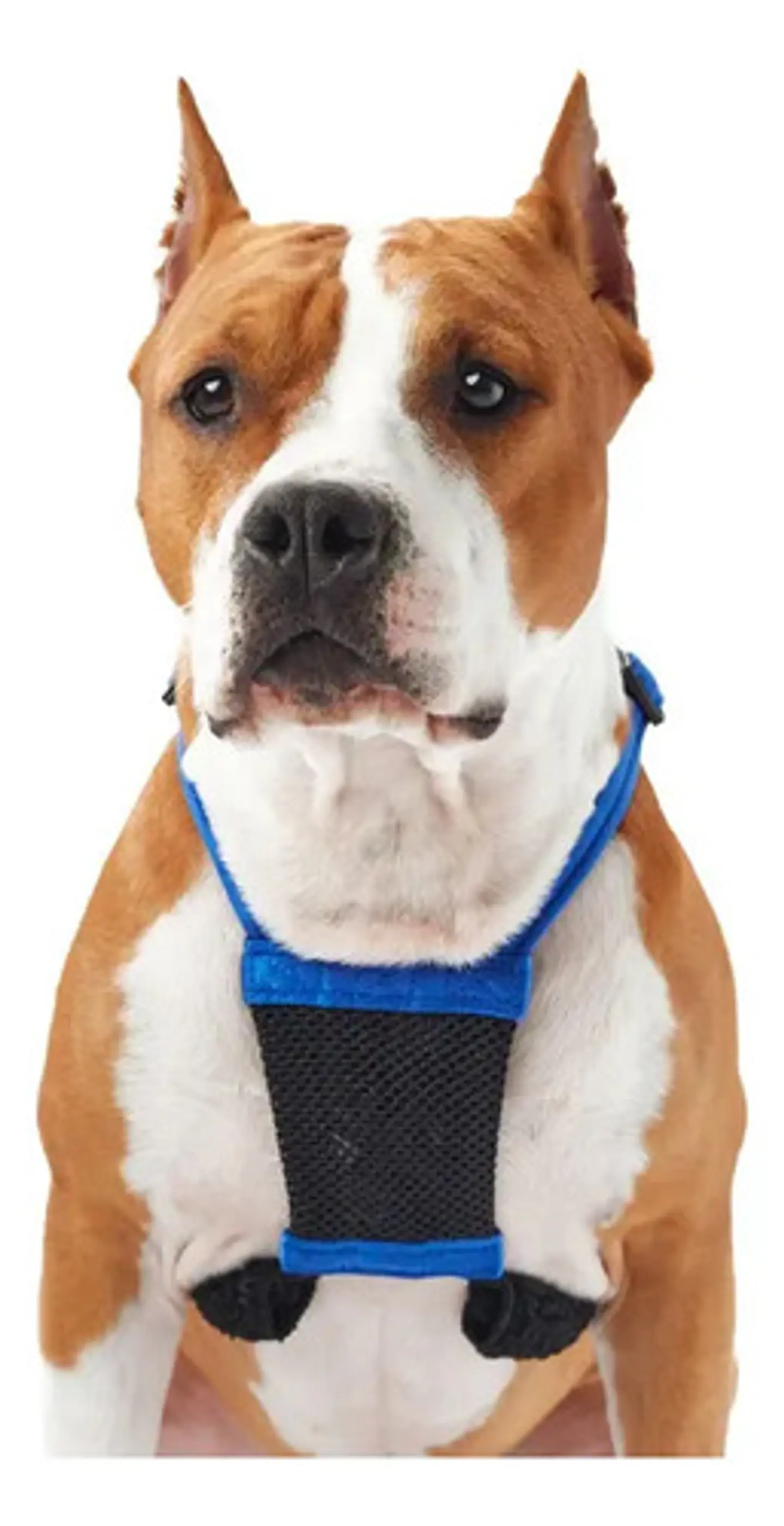 Arnes Pechera Perros Razas Mediana Americano Aproveterinaria 15