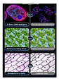 Microscopio Trinocular Óptico 1200x Blanco Didáctico C2208 Macrooutlet 3v - Miniatura 6