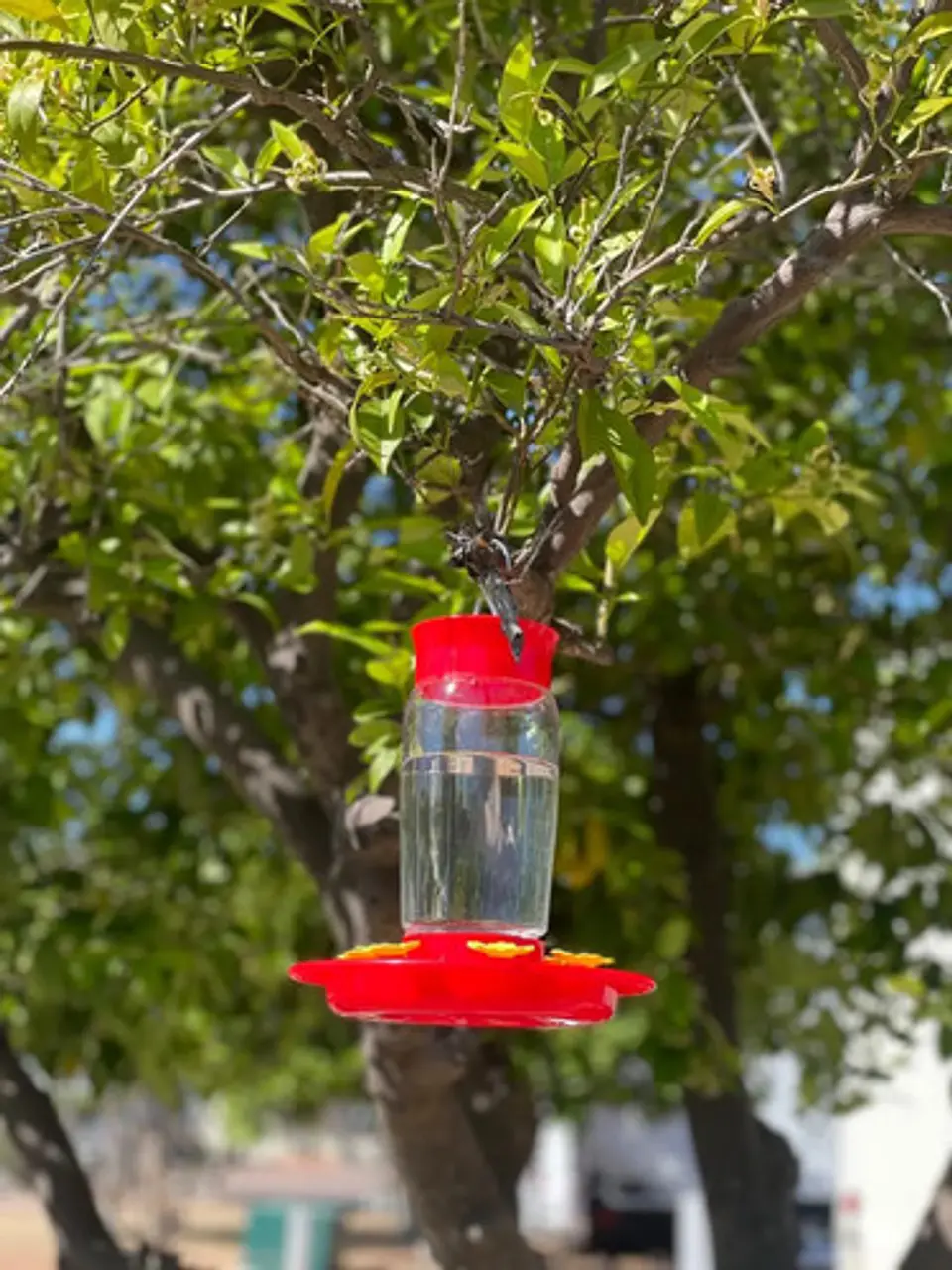 Bebedero Colgante Macrooutlet 3 Puestos 500 Ml Para Aves Rojo 6