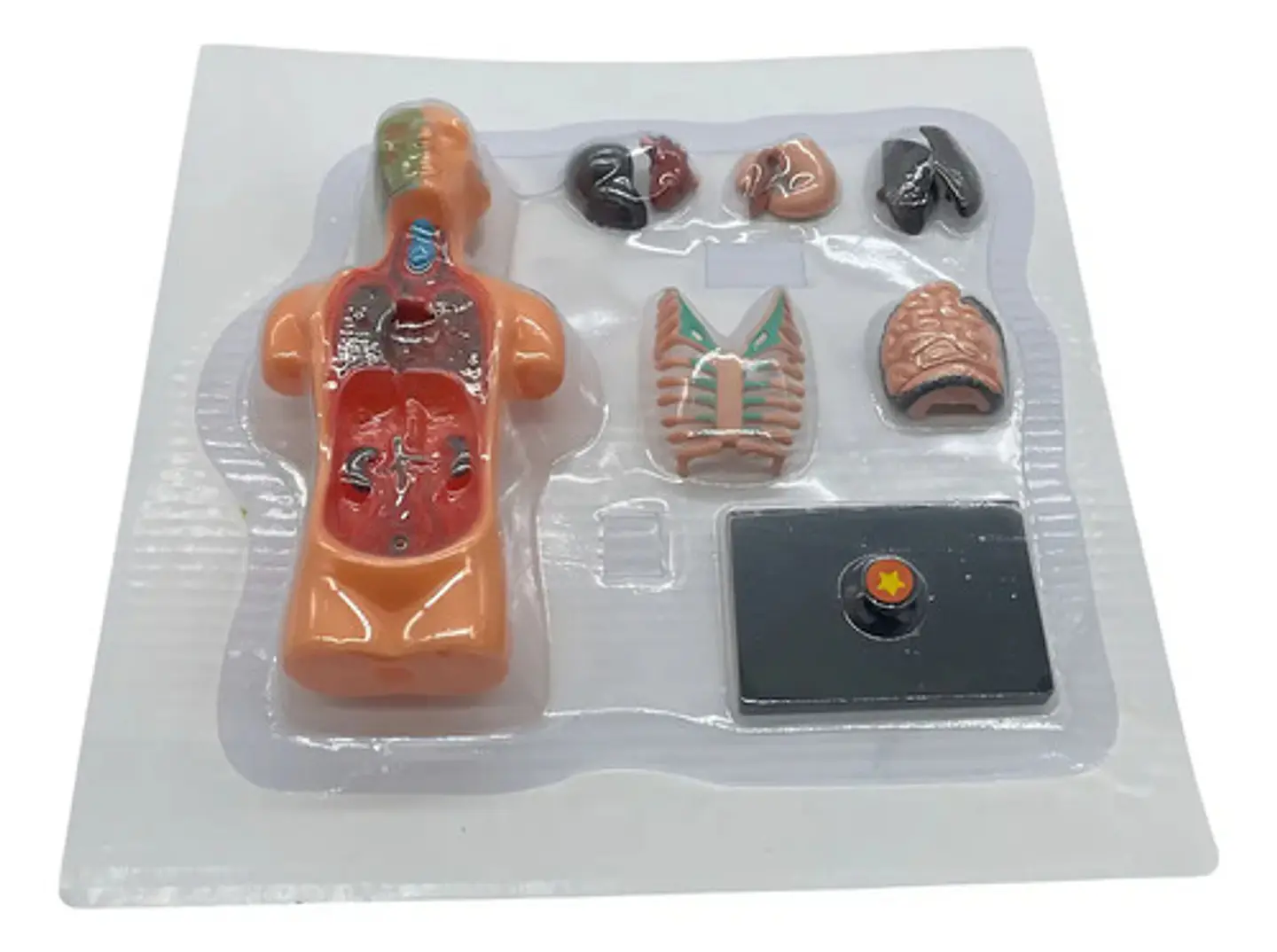 Set Cuerpo Humano A Escala 4d Anatomia Aparato Digestivo 1