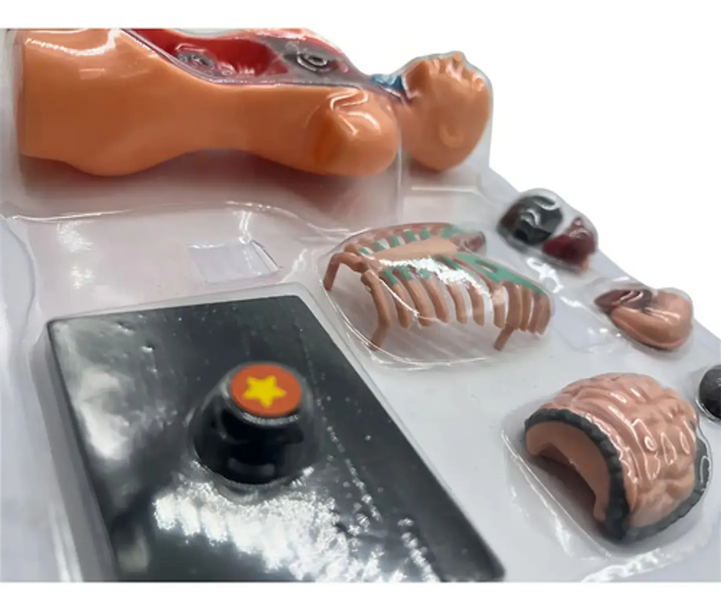Set Cuerpo Humano A Escala 4d Anatomia Aparato Digestivo 2