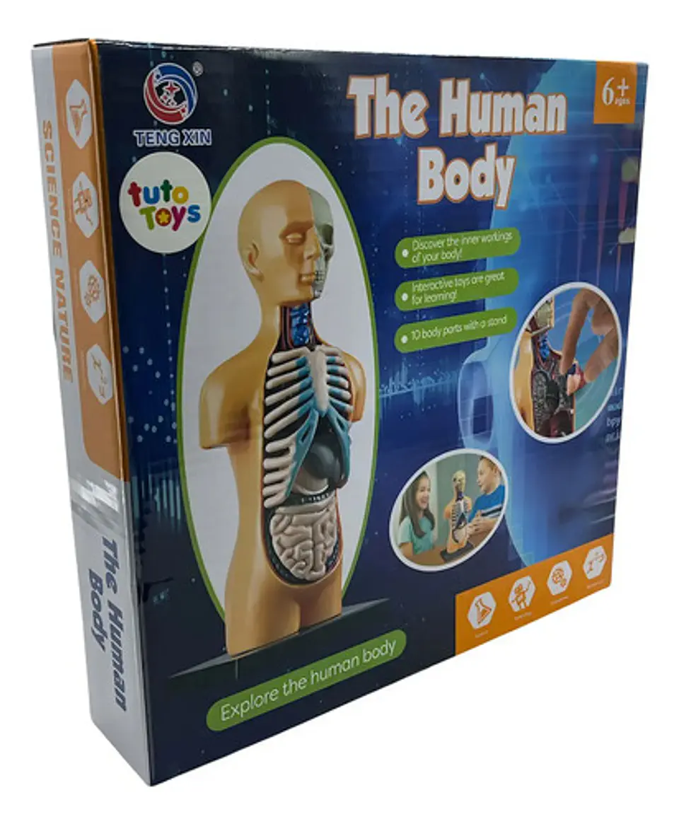Set Cuerpo Humano A Escala 4d Anatomia Aparato Digestivo 3