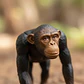 Ania Chimpancé Tomy Figura De Acción - Miniatura 1