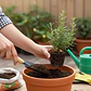 Kit De Jardinería 3 Pzs Pala Rastrillo Tridente Mango Madera - Miniatura 4