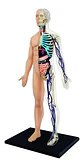 4d Vision Human Anatomy Modelo Torso Humano Medio 626203 - Miniatura 1
