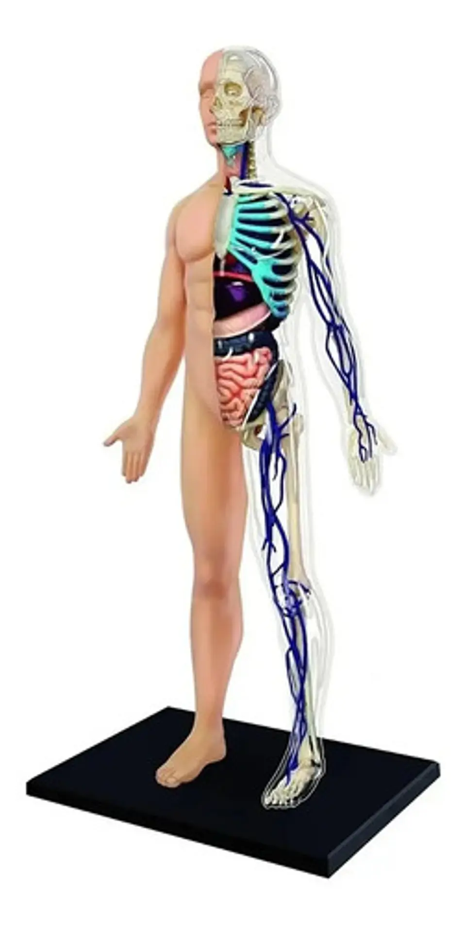 4d Vision Human Anatomy Modelo Torso Humano Medio 626203 1