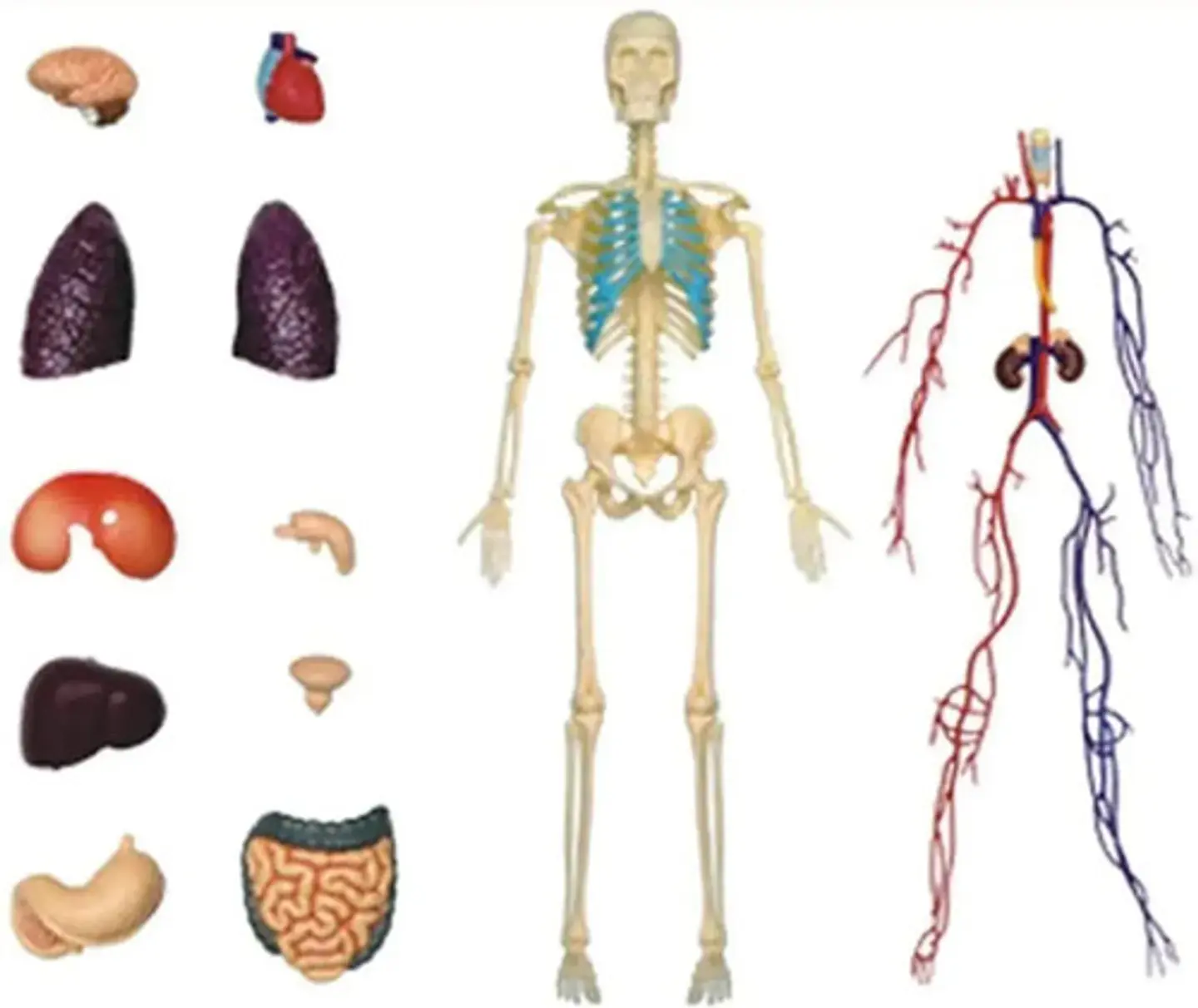4d Vision Human Anatomy Modelo Torso Humano Medio 626203 2