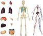 4d Vision Human Anatomy Modelo Torso Humano Medio 626203 - Miniatura 2