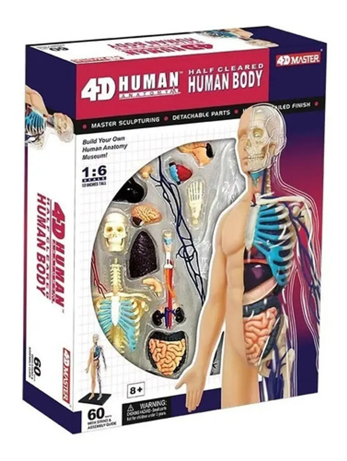 4d Vision Human Anatomy Modelo Torso Humano Medio 626203 3