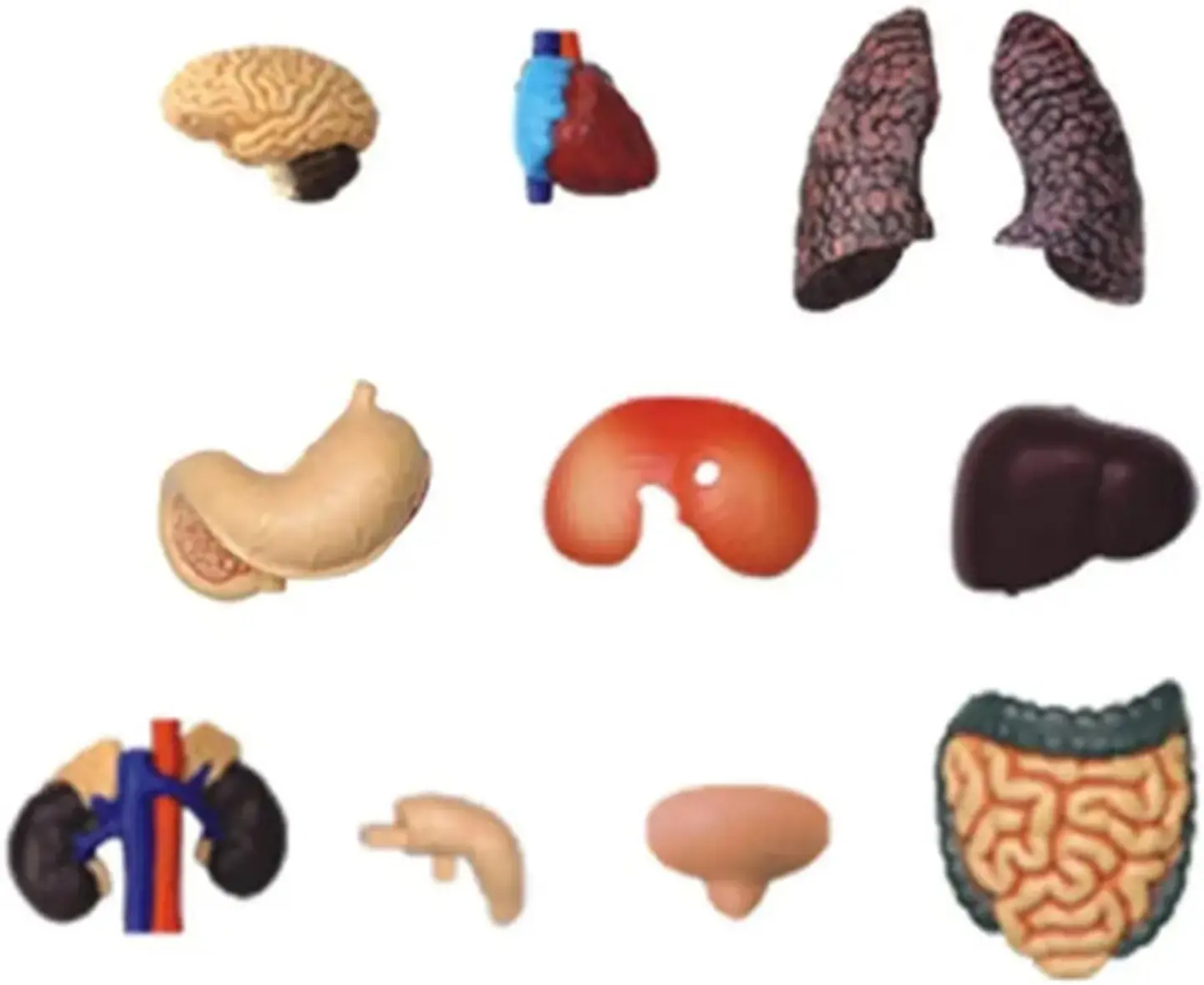 4d Vision Human Anatomy Modelo Torso Humano Medio 626203 4