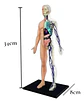 4d Vision Human Anatomy Modelo Torso Humano Medio 626203 - Miniatura 5