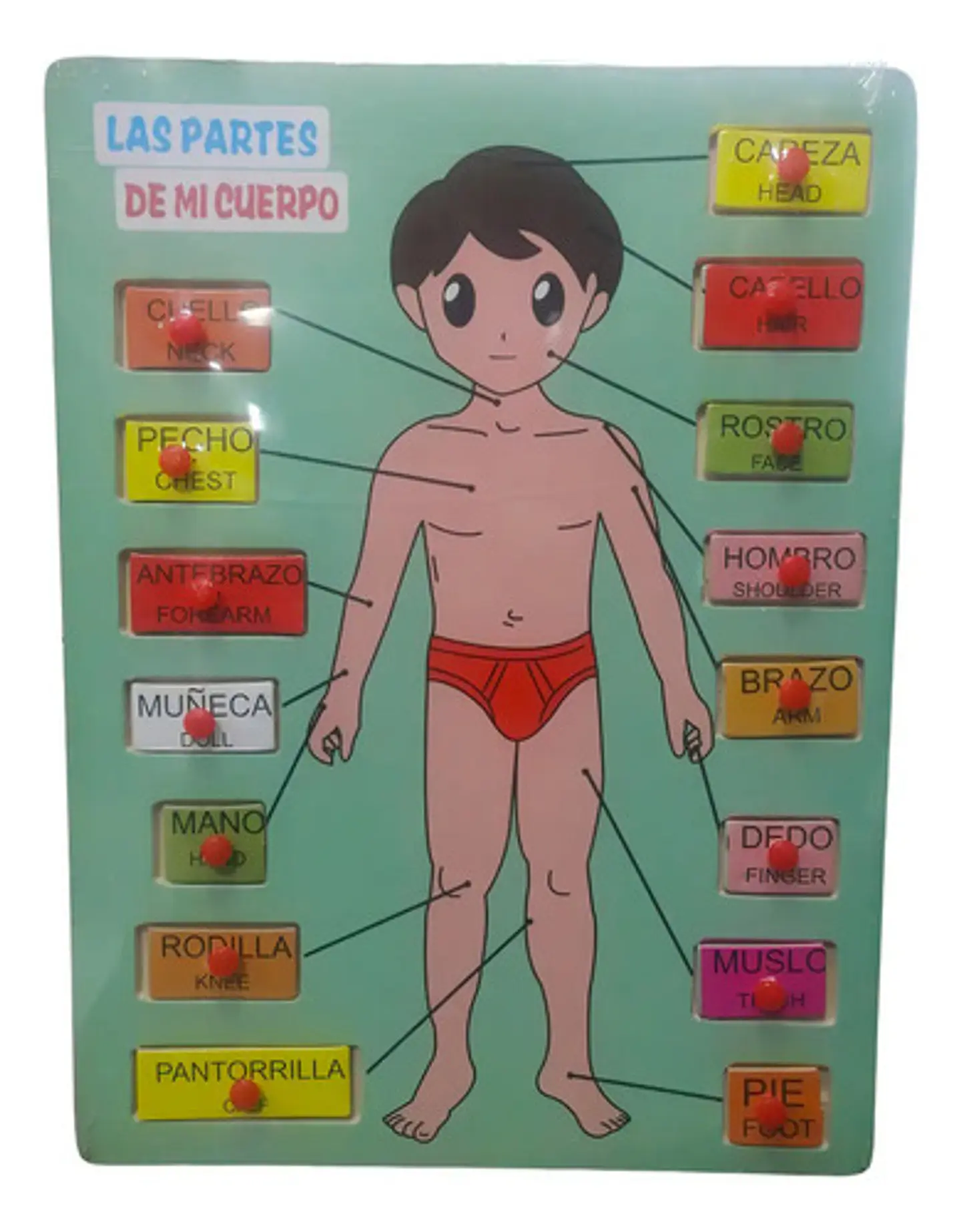 Rompecabezas De Madera Partes Del Cuerpo Encajable Niños 1