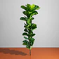 Árbol Artificial Croton Decorativo Con Flores Verdes Tallo - Miniatura 1